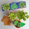 Image de Trio de plantes extraordinaires