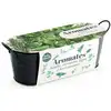 Image de Jardinière zinc noir 30 cm - aromates