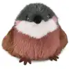 Image de Les cui-cui paradis - moineau