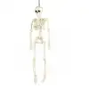 Image de Squelette articule 40 cm halloween