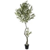 Image de Plantes artificielles Signes Grimalt  Olivier L P29897101