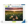 Image de Puzzle 500 pieces - pissenlits au crepuscule