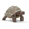 Image de Tortue géante