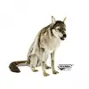 Image de Hansa peluche geante loup assis 105cml
