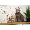 Image de Aquarium puzzle 3d bois