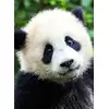 Image de Panda