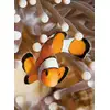 Image de Carnet - 13 X 18 X 0.7 cm - Poisson clown - 96 pages lignées et unies