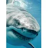 Image de Carnet - 13 x 18 cm - Requin - 96 pages lignées et unies