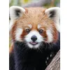 Image de Panda roux