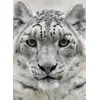 Image de Panthère des neiges