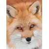 Image de Renard