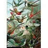Image de Puzzle - haeckel - colibris