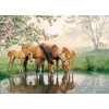 Image de Pièces XXL - Horse Family 350 Pièces Cobble Hill