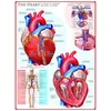 Image de Le coeur 1000 Pièces Eurographics
