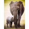 Image de Éléphant et bébé 1000 Pièces Eurographics