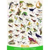 Image de Oiseaux 1000 Pièces Eurographics