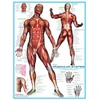Image de Système musculaire 1000 Pièces Eurographics
