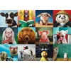 Image de Funny Animals 1000 Pièces Eurographics