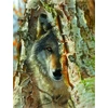 Image de Pièces XXL - Rencontre avec un Loup 500 Pièces SunsOut
