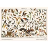 Image de Puzzle Oiseaux 1000 Pièces Les Jolies Planches