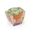 Image de Trèfle À 4 Feuilles En Pot De Culture Vert