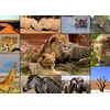 Image de Collage - Wildlife 1500 Pièces Grafika