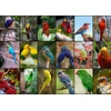 Image de Collage - Oiseaux Colorés 1500 Pièces Grafika