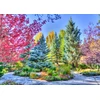 Image de Forêt Colorée, Colorado, USA 500 Pièces Grafika