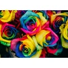 Image de Roses Multicolores 1000 Pièces Grafika