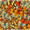 Image de Nuée de Papillons 1000 Pièces Grafika