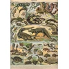 Image de Illustration du Nouveau Larousse Illustré : Reptiles, 1897-1904 1000 Pièces Grafika
