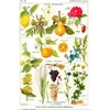 Image de Illustration du Larousse Medical Illustré : Plantes Astringentes et Apéritives, 1912 1000 Pièces Grafika