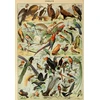 Image de Illustration du Larousse pour Tous : Oiseaux, XIXè Siècle 1000 Pièces Grafika