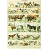 Image de Illustration du Nouveau Larousse Illustré : Mammifères, XIXè Siècle 1000 Pièces Grafika