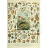 Image de Illustration du Nouveau Larousse Illustré : Mollusques, XIXè Siècle 1000 Pièces Grafika
