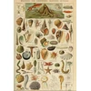 Image de Illustration du Larousse pour Tous : Mollusques, XIXè Siècle 1000 Pièces Grafika