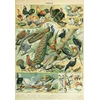 Image de Illustration du Nouveau Larousse Illustré : Oiseaux, XIXè Siècle 1000 Pièces Grafika