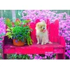 Image de Puppy in the Colorful Garden 500 Pièces Bluebird Puzzle