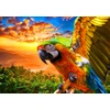 Image de Parrot 1000 Pièces Bluebird Puzzle