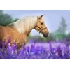 Image de Cheval dans un Champ de Lupin 300 Pièces Bluebird Puzzle