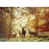 Image de Magic Forests - Stags 1000 Pièces Heye