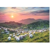 Image de Edition Alexander Von Humboldt - Sheep and Volcanoes 1000 Pièces Heye