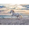 Image de Cheval sur la Plage 500 Pièces Ravensburger
