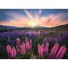 Image de Nature Edition - Lupins 500 Pièces Ravensburger