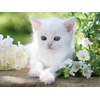 Image de Chaton blanc 1500 Pièces Ravensburger