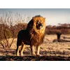 Image de Lion 1500 Pièces Ravensburger