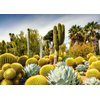 Image de Jardin du Désert de Huntington, Californie, États-Unis 1000 Pièces Ravensburger