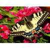 Image de Papillon - Puzzle Highlight - Animaux Colorés 500 Pièces Ravensburger