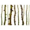Image de Architects Paper BLURRED THORNS