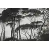 Image de Architects Paper TREETOPS